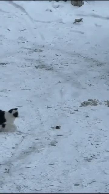 кошка и мышка смотреть онлайн
