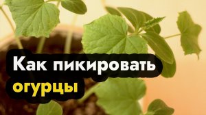 Рассада огурцов -  пикировка рассады огурцов в Сибири, на Урале и Дальнем Востоке