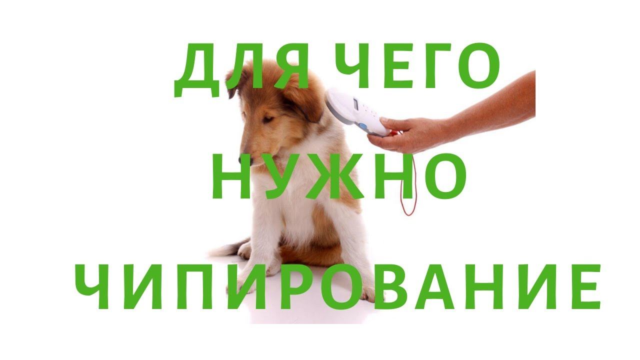Для чего нужно чипирование кошек и собак? смотреть онлайн