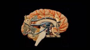 Оккультная тайна рептильного мозга человека