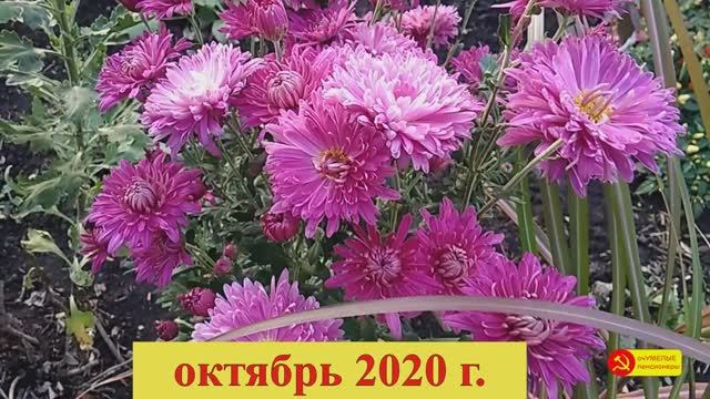 Необычный и очень простой способ размножения кустовой хризантемы! смотреть онлайн