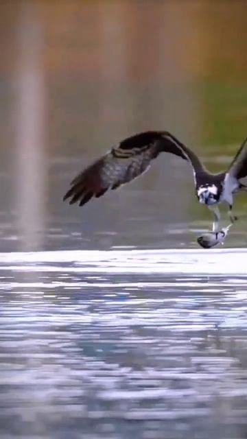 Must See!! Osprey - Catching a fish in spectacular speed #shorts смотреть онлайн