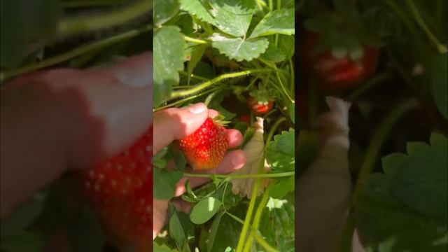 #ягоды #смородина #клубника #малина #currant #strawberry #raspberries 🍓🍒 #огороддома смотреть онлайн