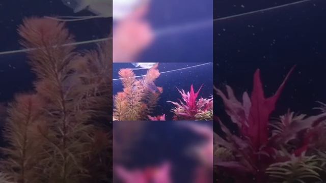 Аквариум жемчужный гурами смотреть онлайн