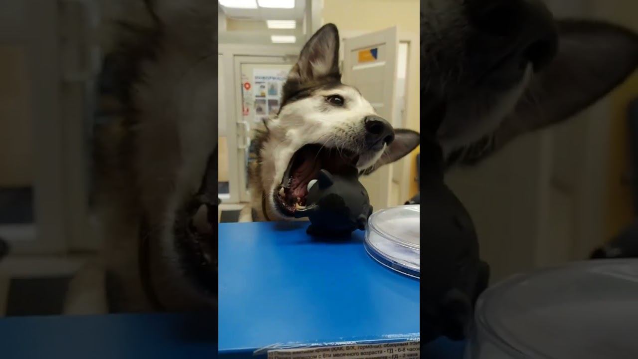 Тор без игрушки не уходит #ветклиникакосточка #ветеринар #ветеринар смотреть онлайн