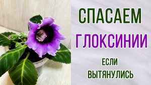 Что делать, если глоксинии сильно вытянулись. Спасаем глоксинии. Обрезка. Черенкование.
