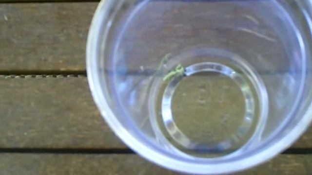 Mantis Vs. Fly смотреть онлайн
