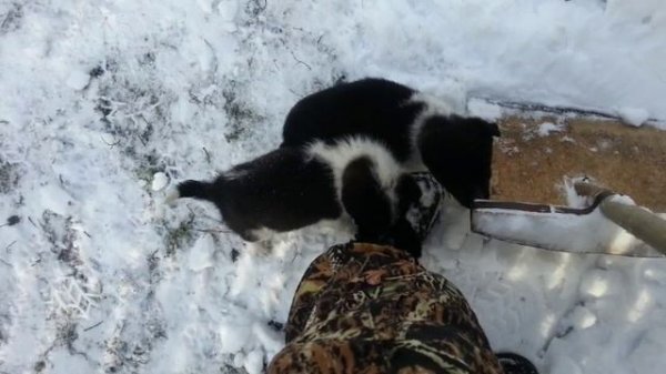 Нападение зверей на человека