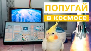 Попугай в космосе
