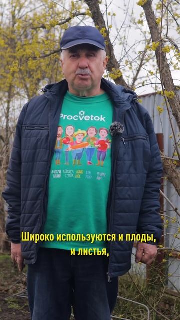 Зацветает раньше всех, полезен для здоровья, украсит любой сад! Чудо-растение кизил смотреть онлайн