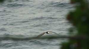 Волки острова Ванкувер 1 серия «Весна» (документальный сериал, 2022)