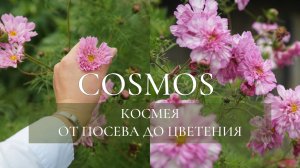 КОСМЕЯ (COSMOS) ОТ ПОСЕВА ДО ЦВЕТЕНИЯ