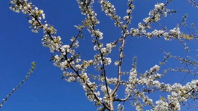 Зацвела наша черешня, привитая на вишню. Май 2023 смотреть онлайн