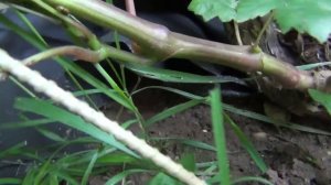 "ВОСПИТАНИЕ" ПОБЕГОВ винограда и КАК МОЛОДЫМ КУСТАМ ВЫЗРЕТЬ ЛОЗАМИ