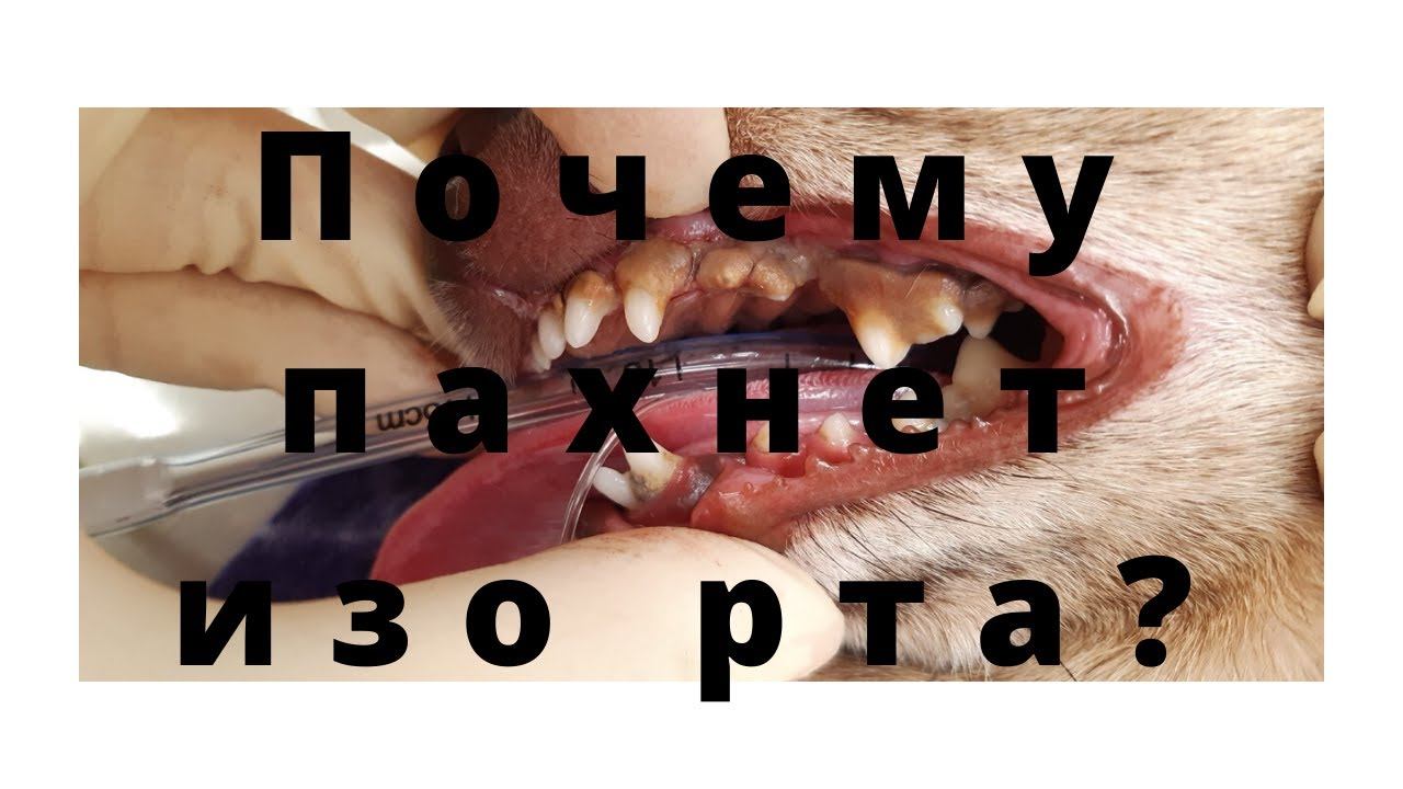 Неприятный запах изо рта собаки или кошки: причины, что делать смотреть онлайн