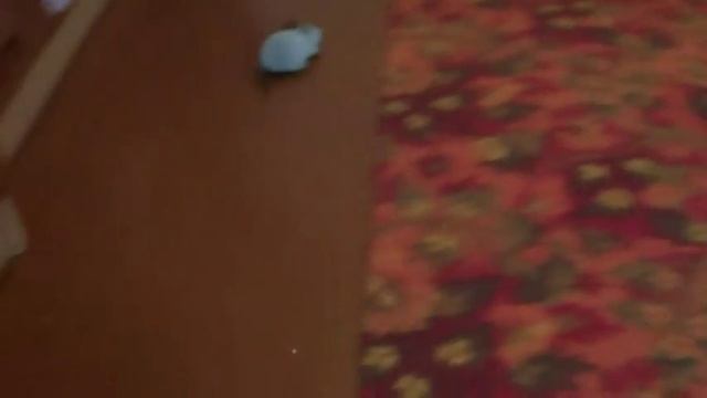 Обзор мышки из Китая.