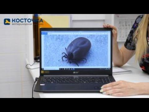 Обзор препаратов от клещей для кошек смотреть онлайн