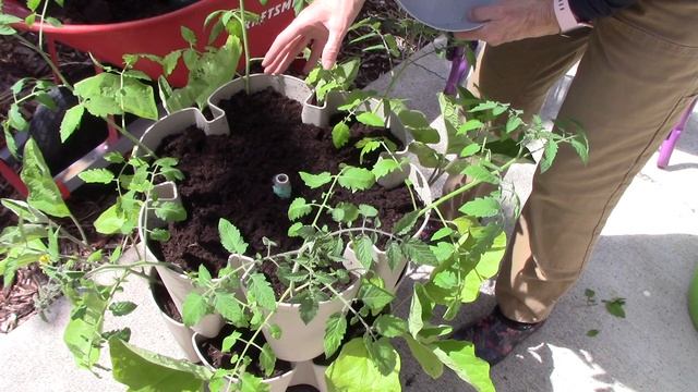 Garden Success with GreenStalk Planters (2024) #21 смотреть онлайн