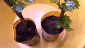 Сколько побегов "нужно" саженцу?