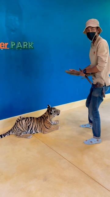 Big Tiger 🐅 #baby #safiullah #shafin #travel смотреть онлайн