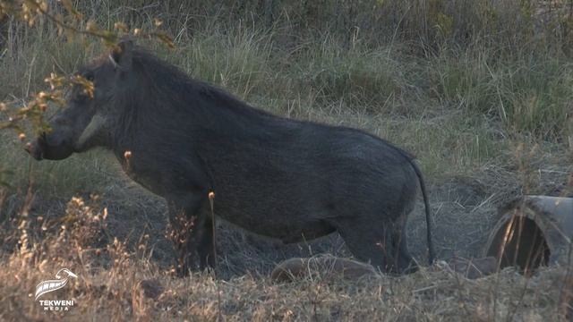 📹 Незваный гость Бородавочника Попытался захватить Власть смотреть онлайн