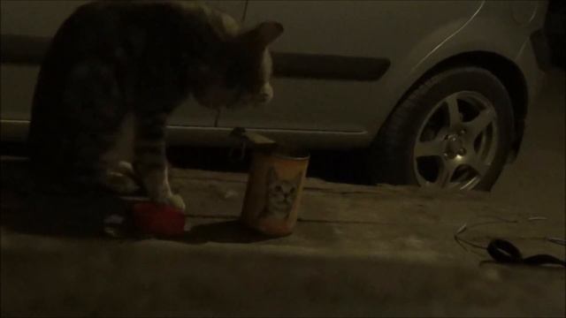 Таксик Штакет и китекет HD