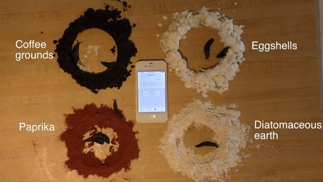 Comparing slug control methods: Coffee, Eggshells, Paprika, Diatomaceous earth смотреть онлайн