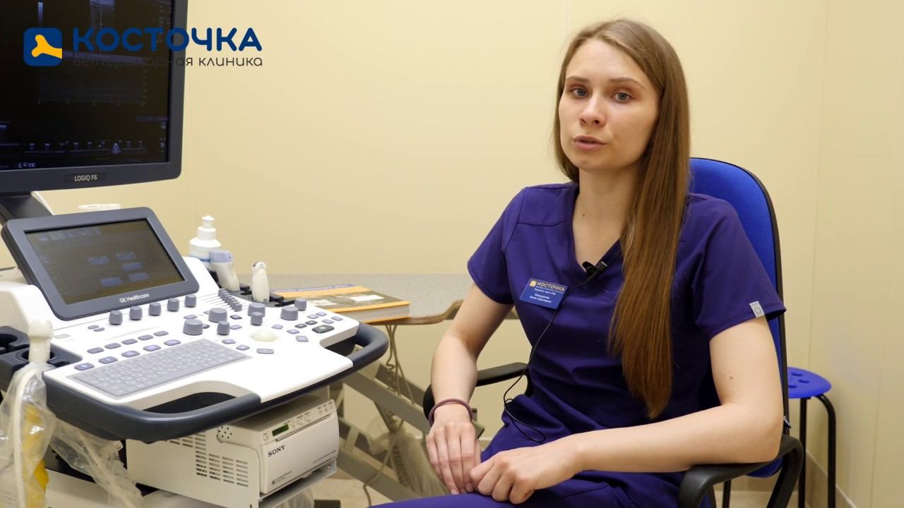 Беременность у собак и кошек: ведение беременности в ветеринарной клинике смотреть онлайн