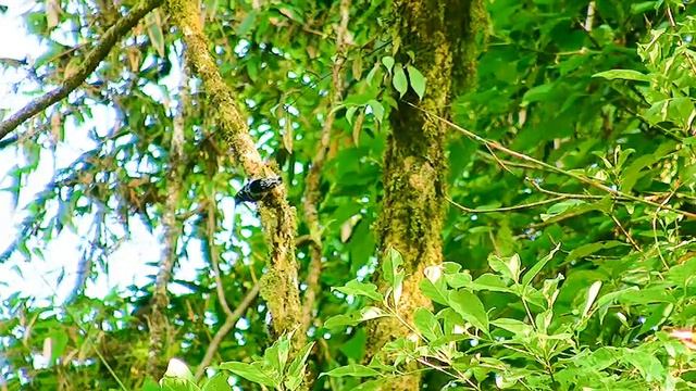 Nuthatch Beautiful 39 смотреть онлайн