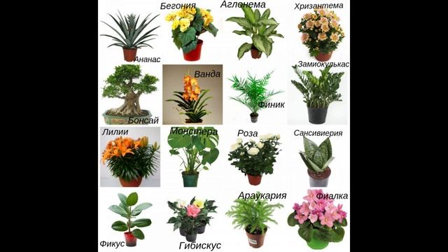 Как цветы размножаются? Что такое опыление смотреть онлайн