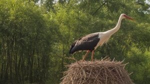 Гнездо для аиста нюансы и варианты самостоятельного изготовления - Советы разные