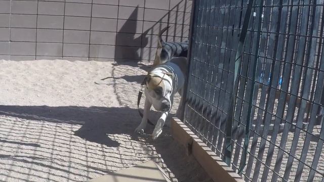 Brogan 3 Yr Old A746036 blue & Millie 4 Yr Old A768844 pink kennel 106 main PACC shelter play yard8 смотреть онлайн