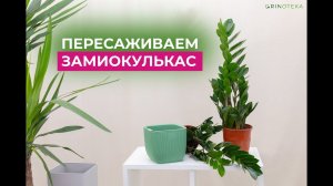 Пересадка Замиокулькаса в домашних условиях