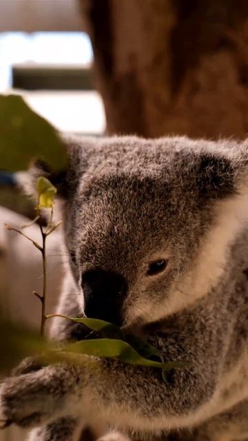 Koala Eats Leaves смотреть онлайн