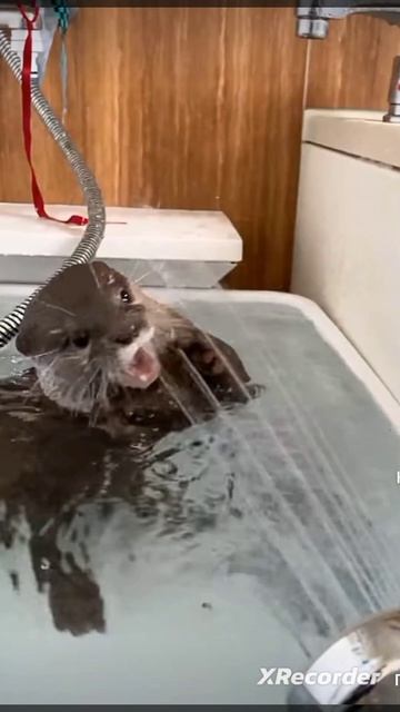 Утро выдры по расписанию.