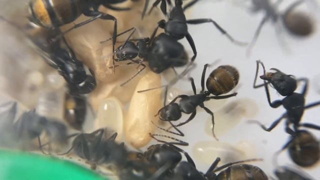 Ant Colony 3 Update - Camponotus aeneopilosus - Ant Keeping - Novo Ants смотреть онлайн