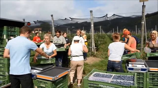 Контроль и эффективность работы сборщиков ягод смотреть онлайн