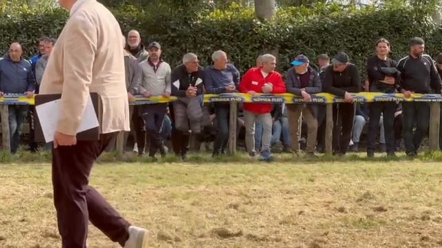 РАБОЧИЕ КОБЕЛИ СТ и ДШ, суд. Send Patrik | моно немецких овчарок Неаполь 06/04/2025