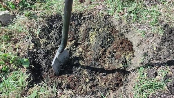 Посадка магнолий Judy Zuk и Rose Marie. Мой метод посадки магнолии.