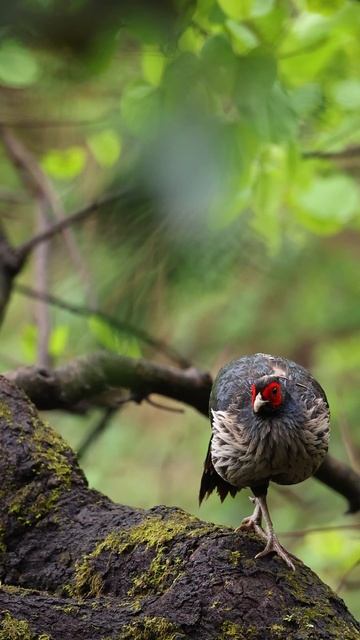 Kalij Pheasant смотреть онлайн