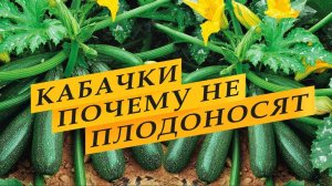 Кабачки. Почему завязь гниет. Продлеваем плодоношение. Чем подкормить кабачки.