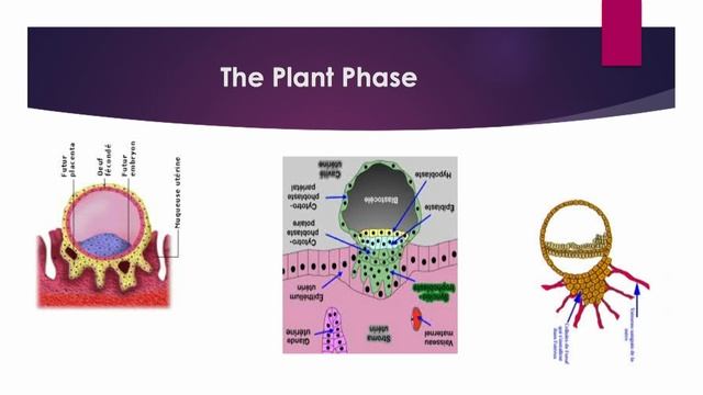 Our Embryonic Development, The Universe Within: Tina Lindhard смотреть онлайн