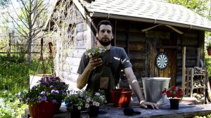 Калибрахоа  - пикировка и уход!