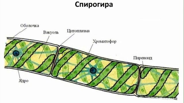 ВОДОРОСЛИ.ОБЩАЯ ХАРАКТЕРИСТИКА смотреть онлайн