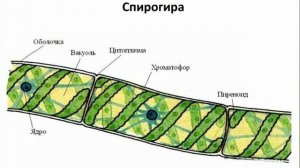 ВОДОРОСЛИ.ОБЩАЯ ХАРАКТЕРИСТИКА