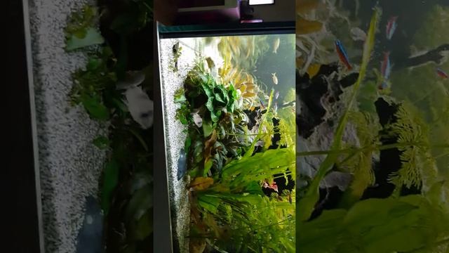 Ian's Juwel Rio 450 LED Aquarium смотреть онлайн