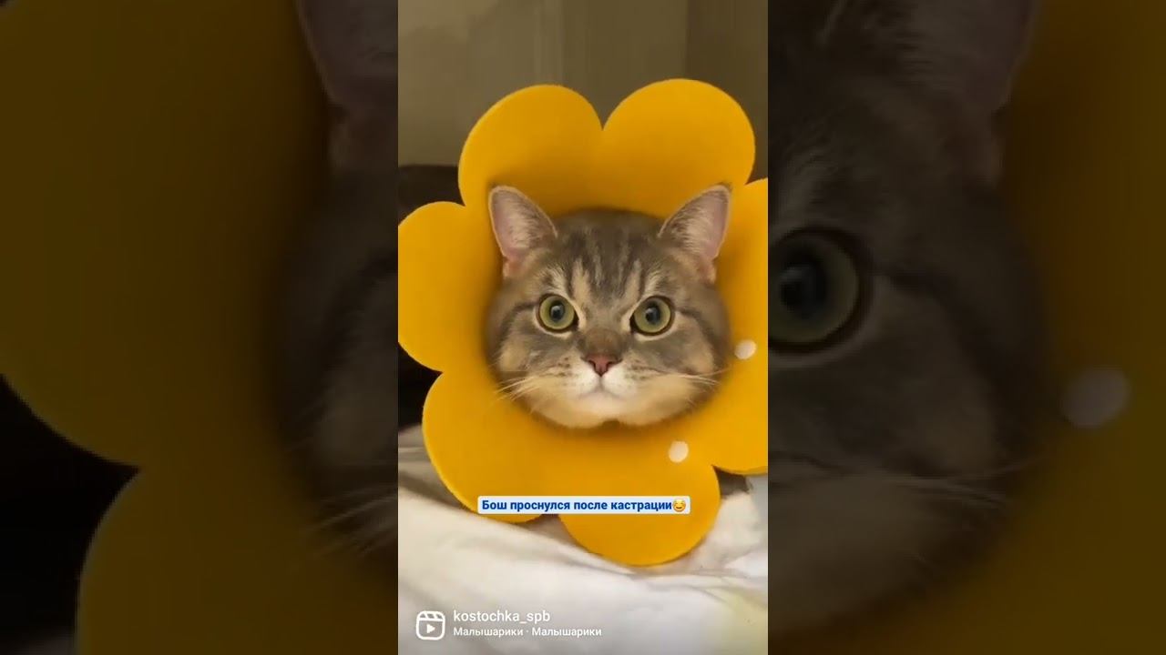 Солнышко в гостях у "Косточки" смотреть онлайн