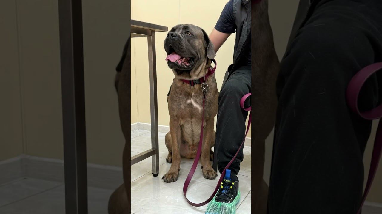 Кане-корсо #ветеринар #ветклиникакосточка смотреть онлайн