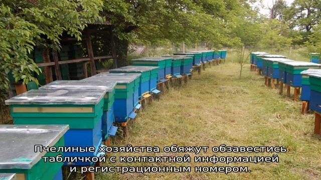 Промышленное пчеловодство — технология смотреть онлайн