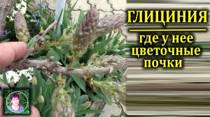 Глициния На каких веточках фомируются цветочные почки для весеннего первого цветения